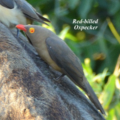 Red-billed Oxpecker